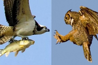 Codzienna porcja ciekawych i zabawnych filmików #362