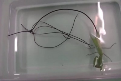 Codzienna porcja ciekawych i zabawnych filmików #364