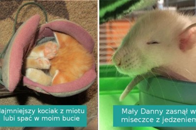 17 zdjęć pokazujących, że każde miejsce jest dobre na drzemkę