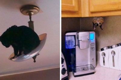 Właściciele pokazują najdziwniejsze miejsca, w których znaleźli swoje koty