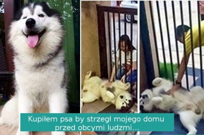 14 piesków, które bardzo starają się zasłużyć na miano najlepszego przyjaciela 