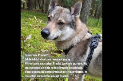 Codzienna porcja ciekawych i zabawnych filmików #369