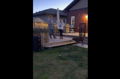 Kiedy chcesz się oświadczyć, ale Twój pies ma inne plany