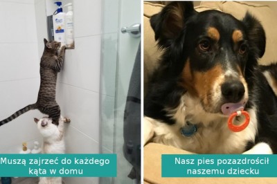 Te zwierzaki przyłapano na gorącym uczynku. Nie czują się wcale winne