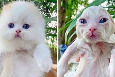 15 niezadowolonych zwierząt, które zaznały uroków kąpieli. Ich miny mówią wszystko