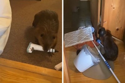 Malutki, adoptowany bóbr zaczął budować tamy w domu swojej nowej właścicielki