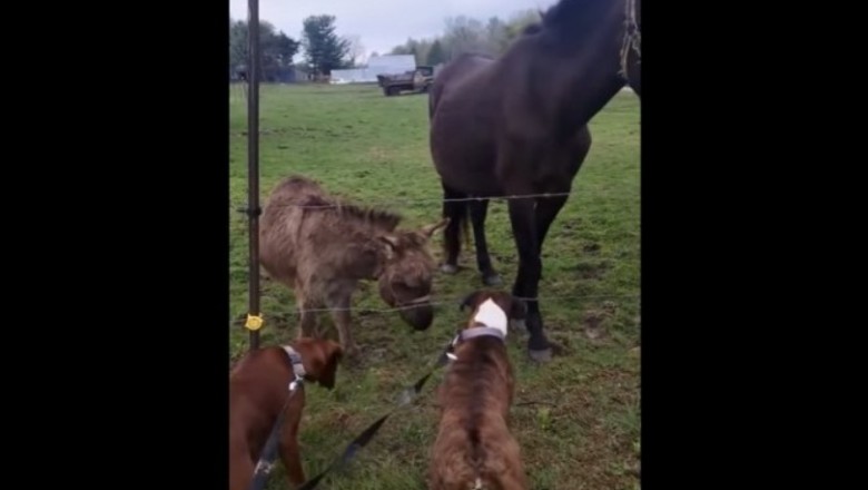 Pies kontra pastuch. Nawet osioł miał z niego bekę