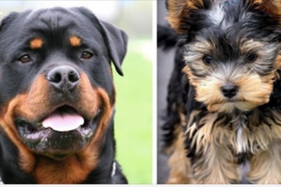 Poznaj 16 najwierniejszych ras psów według zwierzęcych psychologów