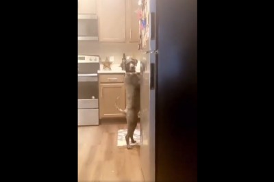 Kiedy przyłapiesz psa na podjadaniu w kuchni, a on nie wie co zrobić 