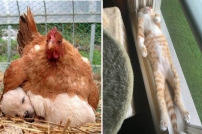 Te zwierzaki udowadniają, że wszędzie można zasnąć i pospać sobie wygodnie 