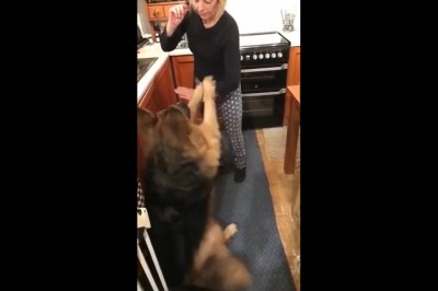 Kiedy chcesz się pochwalić co potrafi Twój pies, a on odwala taki numer 