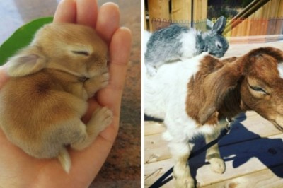 Te małe króliki są tak urocze, że każdy od razu chce wziąć je na ręce