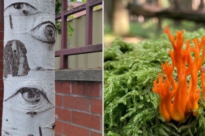 15 cudów natury, na  które natknęli się internauci