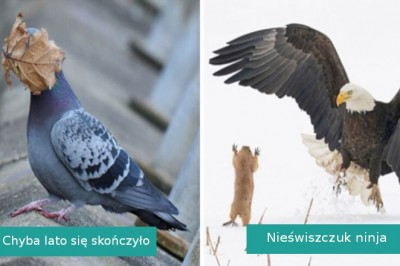 16 najzabawniejszych zdjęć dzikiej przyrody z 2021 roku