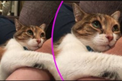 16 zwierzaków, które kochają swoich właścicieli ponad życie