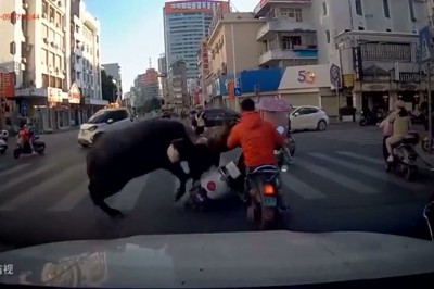 Byczek na środku skrzyżowania robi małą zadymę 