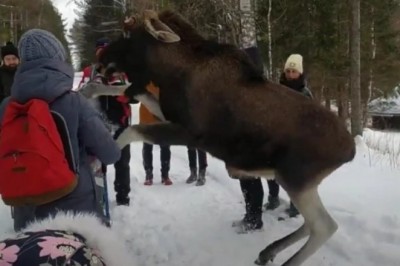 Dziki łoś kontra dzieci. Rodzice tego nie przemyśleli 