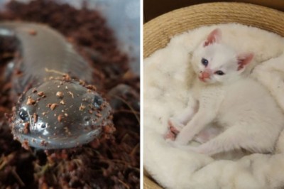 16 szczęśliwych zwierząt, które znalazły nowy dom i kochających właścicieli