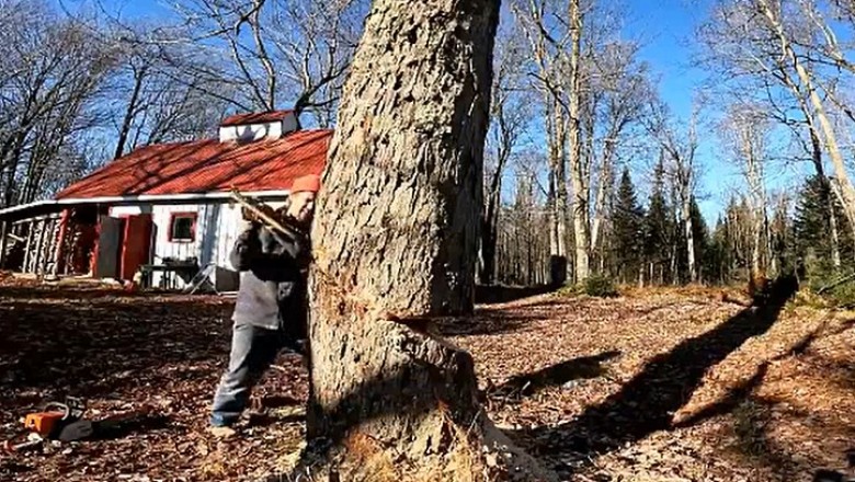 Ziomek chciał pobawić się w drwala, ale mu nie wyszło