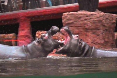 Codzienna porcja ciekawych i zabawnych filmików #411