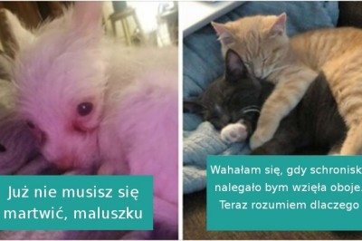 18 zdjęć szczęśliwych zwierzaków, które właśnie znalazły nową rodzinę