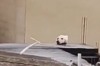 Niby głowa psa, a dziwniejszego filmu dzisiaj nie zobaczysz