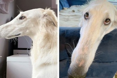 19 uroczych zwierząt, które otrzymały od natury coś ekstra