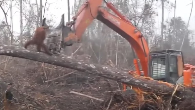 Orangutan broni swojego domu przez wycinką