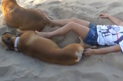 Kiedy wkurzasz psa, a ten szybko się odwdzięcza