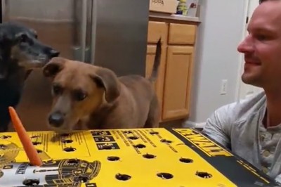 Codzienna porcja ciekawych i zabawnych filmików #424