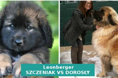 Szczeniaki tych ras są słodkie i malutkie. Jednak gdy dorosną stają się naprawdę wielkie