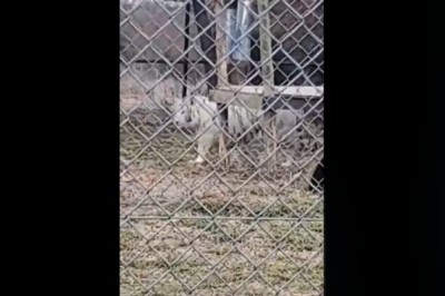 Niczego zabawniejszego dzisiaj nie zobaczysz. Spróbuj się nie zaśmiać