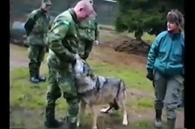 Kobieta walczy z wilkiem. Wszystkich zatkało na ten widok