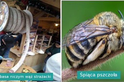 18 zdjęć dla ludzi, którzy sądzą, że widzieli już wszystko. To ich zaskoczy