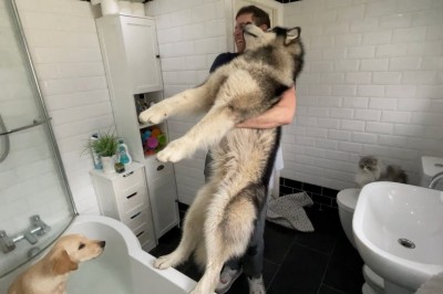 Codzienna porcja ciekawych i zabawnych filmików #448