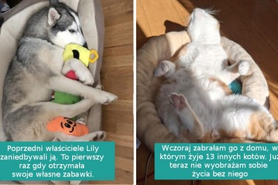 Te zwierzaki nie spodziewały się już niczego dobrego, ale zostały zaskoczone przez los