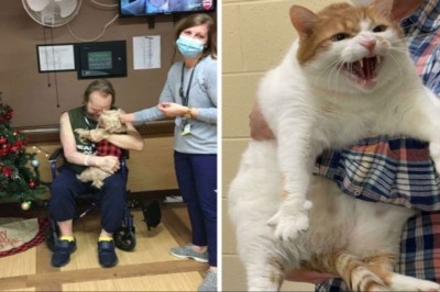 16 zwierzaków, które znalazły nowy dom i kochających właścicieli