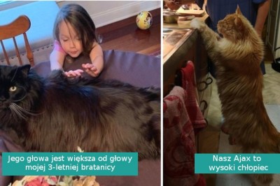 20 zdjęć pokazujących, że koty rasy Maine Coon to szlachta kociego świata