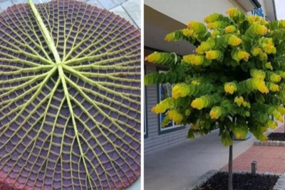 17 pięknych przykładów symetrii geometrycznej występującej w naturze