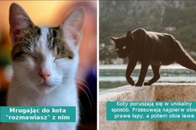 13 interesujących faktów na temat kotów, o których mogliście nie wiedzieć