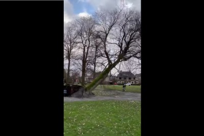 Rowerzysta nie widział spadającego drzewa w parku