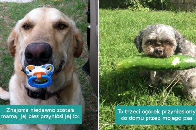 18 hojnych psiaków, które przyniosły swoim właścicielom bardzo nietypowe prezenty