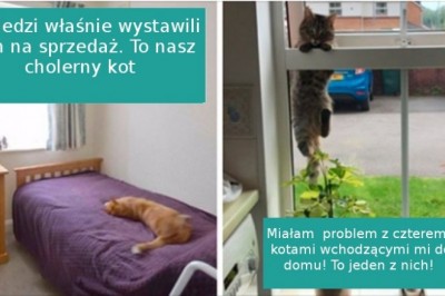 Mój dom nie mój kot, mój kot nie mój dom. Te sytuacje zna każdy właściciel kota