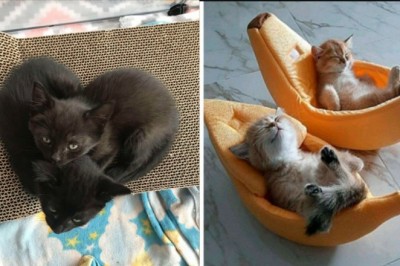 17 kotów, które zachowywały się tak uroczo, że właściciele musieli zrobić im zdjęcie