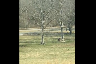 Kiedy postanawiasz ściąć drzewo, ale nie zaplanowałes drogi ucieczki 