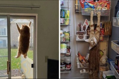 20 kotów, które zachowywały się tak dziwnie, że ludzie po prostu musieli zrobić im zdjęcie