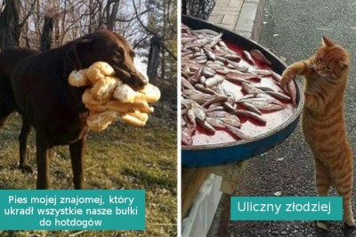 15 bezczelnych złodziejaszków przyłapanych na gorącym uczynku