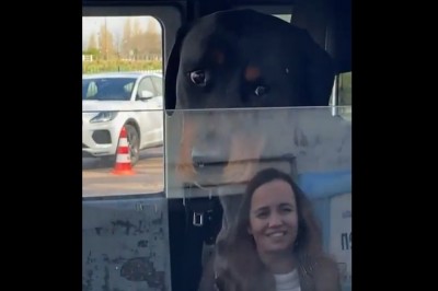 Kiedy widzisz milutkiego psa w aucie i chcesz go nagrać 