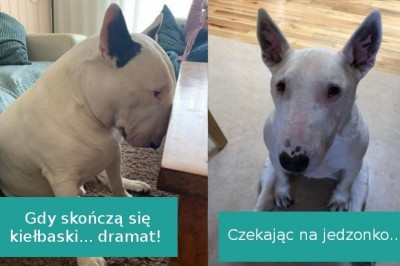20 zdjęć udowadniających, że bulteriery potrafią być przesłodkimi psiakami