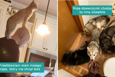 Galeria zwierzaków, które nie opuszczają swojego człowieka ani na minutę